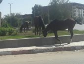 صور.. شكوى من انتشار الأحصنة فى شوارع طريق السادات بأسوان