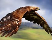 مات من الصدمة.. الأسود تنهش نسرًا أمام الزوار فى حديقة حيوان بريطانية