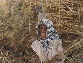 صورة اليوم.. القمح الليلة ليلة عيده يارب تبارك وتزيده