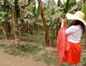 "المحاصيل الزراعية" تحدد 9 توصيات لحدائق الموز حول طرق الرى والتسميد