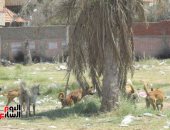 اضبط مخالفة.. الكلاب الضالة تحتل شوارع بورسعيد.. والأهالى يستغيثون "صور"