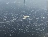 شكوى من تلوث مياه ترعة المحمودية والأهالى يستغيثون