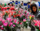 "بنك الحب" وقبلات وورود فى احتفالات العالم بالفلانتين