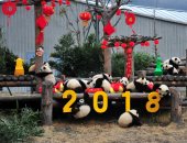 صور.. زينة وفن ولعب فى احتفالات السنة القمرية حول العالم