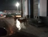 الكلاب الضالة تهدد سكان شارع ثروت فخر بمنطقة الأربعين فى القاهرة