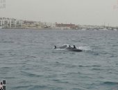 محميات البحر الأحمر: 13 نوعا من الدلافين تظهر بالمنطقة بعد وقف الصيد الجائر