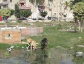 اضبط مخالفة.. حديقة بلا أسوار بحى الزهور فى بورسعيد تتحول لمأوى للكلاب الضالة