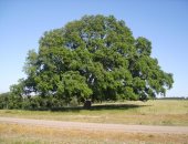 ترشيح شجرة "بلوط الفلين" البرتغالية للقب الشجرة الأوروبية لهذا العام
