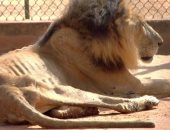 صور.. الحيوانات تموت جوعا فى حديقة حيوان زوليا بفنزويلا بسبب أزمة الغذاء