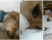 فيديو وصور.. القصة الكاملة لإنقاذ الكلب "هيرو" بعد تعذيبه فى القليوبية