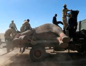 صور.. كينيا تنقل عشرات الفيلة المهددة بالانقراض إلى حدائق خاصة