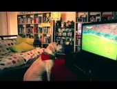 لو كلبك مؤدب فسحه.. فيلم سينمائى للكلاب فقط فى أسكتلندا