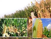 "الخدمات الزراعية": ارتفاع المساحات المنزرعة بالذرة الصيفية لـ2 مليون فدان