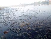 تلوث مياه النيل بالبحيرة وقارئ يطالب بتوقيع غرامات على المخالفين