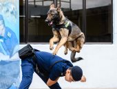 الشرطة الصينية تدرب الكلاب فى وحدة الخدمات الإصلاحية (صور)