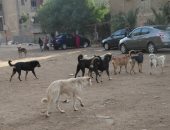الكلاب الضالة تثير ذعر أهالى منطقة عثمان محرم بالهرم
