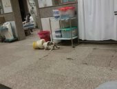 القطط فى جولة حرة بالمستشفى الميرى فى الإسكندرية