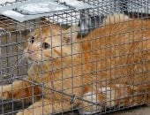  بعد ما ساعدت المرضى...محكمة سويدية تأمر بطرد قطة من عيادة بيطرية 