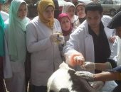طب بيطرى بنها ينظم قافلة للكشف على الثروة الحيوانية فى أسنيت