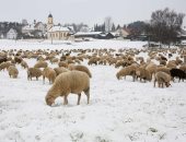 صور.. الحيوانات تتحدى الثلوج فى ألمانيا وموجة صقيع تجتاح أيرلندا وصوفيا