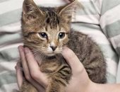 دراسة: مشاركة الحيوانات للزوجين فى الأعياد تعزز ارتباطهما