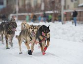 صور.. انطلاق مارثون زلاجات الكلاب فى ولاية ألاسكا الأمريكية