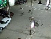 شكوى من انتشار الكلاب الضالة بشارع أحمد ماهر فى المنوفية