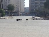 صور.. قارئ يشكو من الكلاب الضالة فى شارع إسماعيل وهبى بمدينة نصر