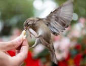 اكتشاف حفرية أصغر عصفور عاش قبل مائة مليون عام فى إسبانيا