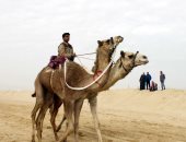 صور.. تعرف على مهرجان الهجن بالإسماعيلية وفرص سياحة سفارى الصحراء