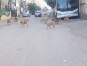 قارئ يشكو من انتشار الكلاب الضالة بقرية إنشاص البصل بالشرقية