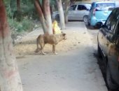 شكوى من الكلاب الضالة بشارع لوساكا فى مدينة نصر