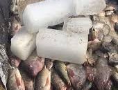 ضبط 300 كيلو أسماك معدة للتهريب بحوزة 3 أشخاص ببحيرة ناصر