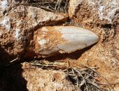 اكتشاف حفريات لأسنان أسماك قرش مفقودة منذ 2 مليون سنة فى أستراليا