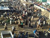 اضبط مخالفه.. سوق مواشى ديرب نجم بالشرقية وسط الكتلة السكانية "صور"