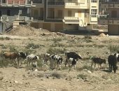 صور.. اضبط مخالفة.. سكان رأس البر بدمياط يشكون من انتشار المواشى بالشوارع