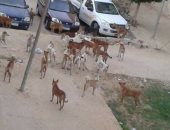 انتشار الكلاب الضالة بمنطقة عمارات البنفسج فى القاهرة الجديدة