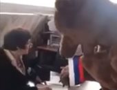 شاهد.. "دب روسى" يدلى بصوته فى الانتخابات الرئاسية فى روسيا
