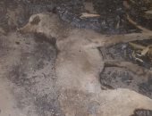 صور.. أهالى قرية ببنى سويف يقتلون حيوان مفترس عقر خمسة أطفال