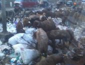 صور.. قارئ يشكو من انتشار القمامة بشارع أحمد عرابى بشبرا الخيمة