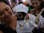 صور.. بدل وأعلام وفساتين.. كلاب نيكاراجوا تتزين لقداس "الوقاية من الأمراض"