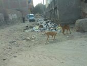 قارئ يشكو من انتشار ظاهرة الكلاب الضالة بشارع المطراوى فى القاهرة