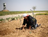 صور.. فلسطينيون يزرعون الزيتون بأراضى غزة مع اقتراب ذكرى يوم الأرض