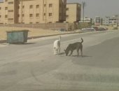 شكوى من انتشار الكلاب الضالة فى شوارع البنفسج بالقاهرة الجديدة
