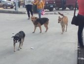 قارئ يشكو من انتشار الكلاب الضالة فى أحياء السويس