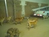صور.. انتشار الكلاب الضالة فى شوارع أرض اللواء.. والأهالى يستغيثون 