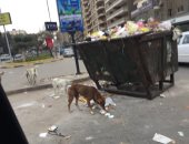 قارئ يشكو من تراكم القمامة وانتشار الكلاب الضالة فى مدينة نصر
