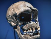  شاهد صور جمجمة إنسان بدائى فى معرض الفن بباريس