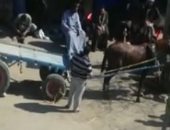 فيديو.. المتسابق حصان والفائز إنسان.. تعذيب الحيوانات فى سباقات "العربجية"