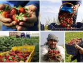 زراعة القليوبية: نستهدف زراعة 3 آلاف فدان فراولة لتصديرها إلى الخارج